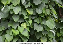 Attēlu rezultāti vaicājumam “Menispermum dauricum leaf”