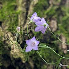 Attēlu rezultāti vaicājumam “Campanula rotundifolia”