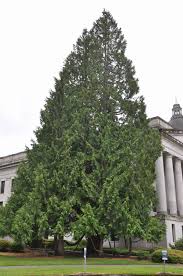 Attēlu rezultāti vaicājumam “Thuja plicata”