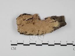 Attēlu rezultāti vaicājumam “Steccherinum fimbriatum”