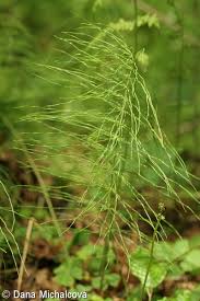 Attēlu rezultāti vaicājumam “Equisetum pratense”