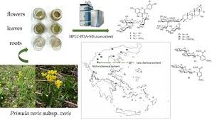 Attēlu rezultāti vaicājumam “Primula veris leaf”
