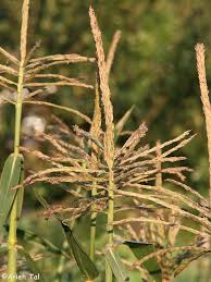 Attēlu rezultāti vaicājumam “Zea mays”