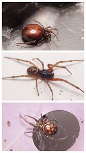 Attēlu rezultāti vaicājumam “Steatoda grossa female”