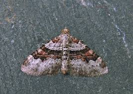 Attēlu rezultāti vaicājumam “Xanthorhoe designata”