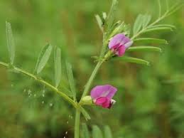 Attēlu rezultāti vaicājumam “Vicia angustifolia leaf”