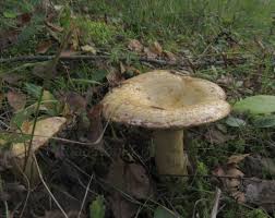 Attēlu rezultāti vaicājumam “Lactarius repraesentaneus”