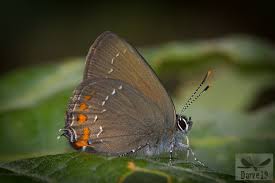 Attēlu rezultāti vaicājumam “Satyrium ilicis”