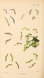 Attēlu rezultāti vaicājumam “Venusia blomeri”