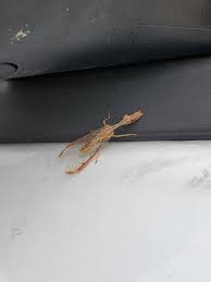 Attēlu rezultāti vaicājumam “Enerthenema papillatum stalked”