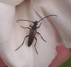 Attēlu rezultāti vaicājumam “Stenurella melanura”