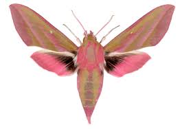 Attēlu rezultāti vaicājumam “Deilephila elpenor”