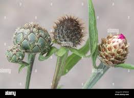 Attēlu rezultāti vaicājumam “Centaurea phrygia bud”