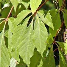 Attēlu rezultāti vaicājumam “Parthenocissus quinquefolia leaf”