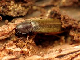 Attēlu rezultāti vaicājumam “Lymexylidae”