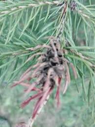 Attēlu rezultāti vaicājumam “Sacchiphantes abietis”