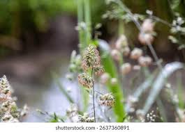 Attēlu rezultāti vaicājumam “Anthoxanthum odoratum flower”