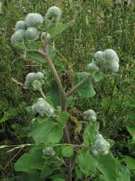 Attēlu rezultāti vaicājumam “Arctium tomentosum”