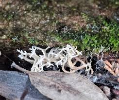 Attēlu rezultāti vaicājumam “Lentaria epichnoa”