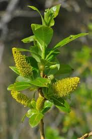 Attēlu rezultāti vaicājumam “Salix pentandra leaf”