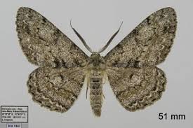 Attēlu rezultāti vaicājumam “Hypomecis roboraria”