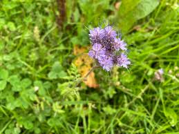 Attēlu rezultāti vaicājumam “Phacelia tanacetifolia leaf”