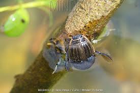Attēlu rezultāti vaicājumam “Acilius sulcatus female”