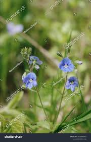 Attēlu rezultāti vaicājumam “Veronica officinalis flower”