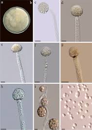 Attēlu rezultāti vaicājumam “Mucronella subtilis”