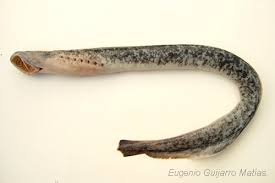 Image result for Petromyzon marinus