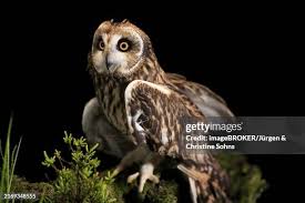 Attēlu rezultāti vaicājumam “Asio flammeus adult”