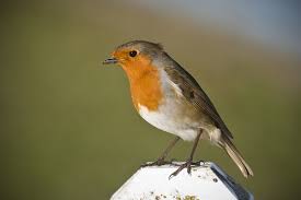 Attēlu rezultāti vaicājumam “Muscicapidae”