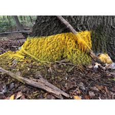 Attēlu rezultāti vaicājumam “Willkommlangea reticulata macro”