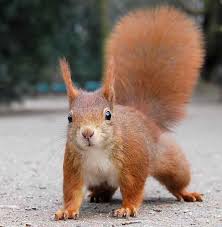 Attēlu rezultāti vaicājumam “Sciurus vulgaris”