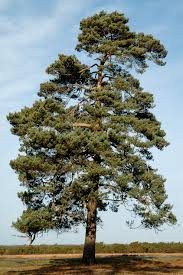 Attēlu rezultāti vaicājumam “Pinus sylvestris var. turfosa”