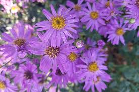 Image result for Aster amellus