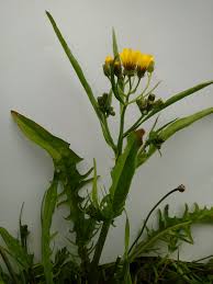 Attēlu rezultāti vaicājumam “Sonchus arvensis subsp. uliginosus flower”