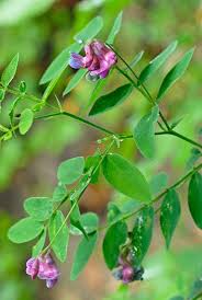 Attēlu rezultāti vaicājumam “Lathyrus niger”