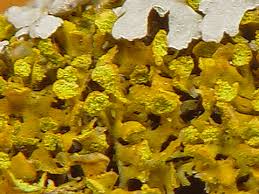 Attēlu rezultāti vaicājumam “Xanthoria candelaria”