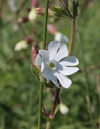 Attēlu rezultāti vaicājumam “Silene latifolia subsp. alba flower”