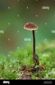 Attēlu rezultāti vaicājumam “Physarum auriscalpium sessile”