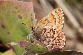 Attēlu rezultāti vaicājumam “Theclinae”