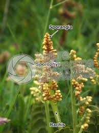 Attēlu rezultāti vaicājumam “Botrychium lunaria”