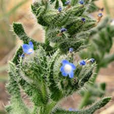 Attēlu rezultāti vaicājumam “Anchusa arvensis”