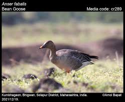 Image result for Anser fabalis