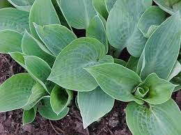 Attēlu rezultāti vaicājumam “Hosta sp. leaf”