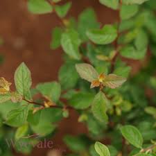 Attēlu rezultāti vaicājumam “Prunus spinosa leaf”