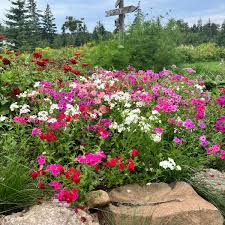 Image result for Phlox drummondii