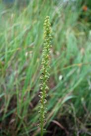 Attēlu rezultāti vaicājumam “Herminium monorchis fruit”