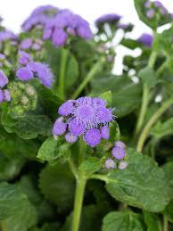 Image result for Leberbalsam